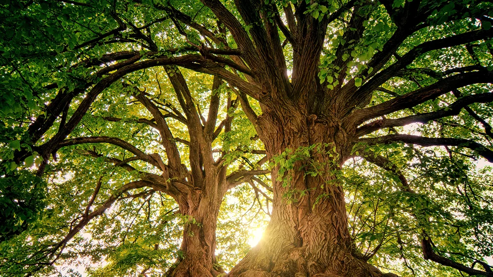 Hill Country Arborist Home HERO