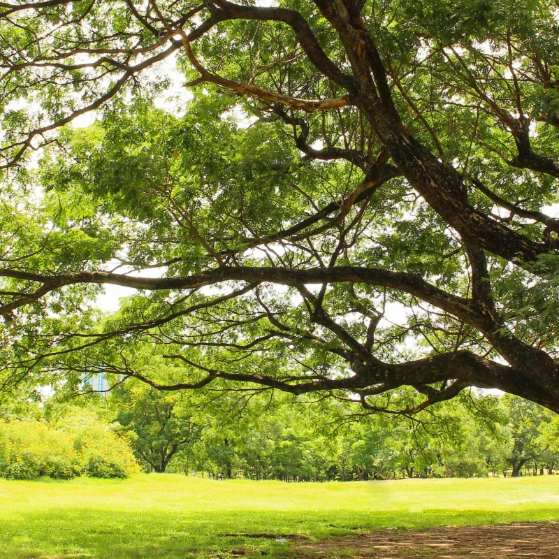 Home ISA Certified Arborist Consultation