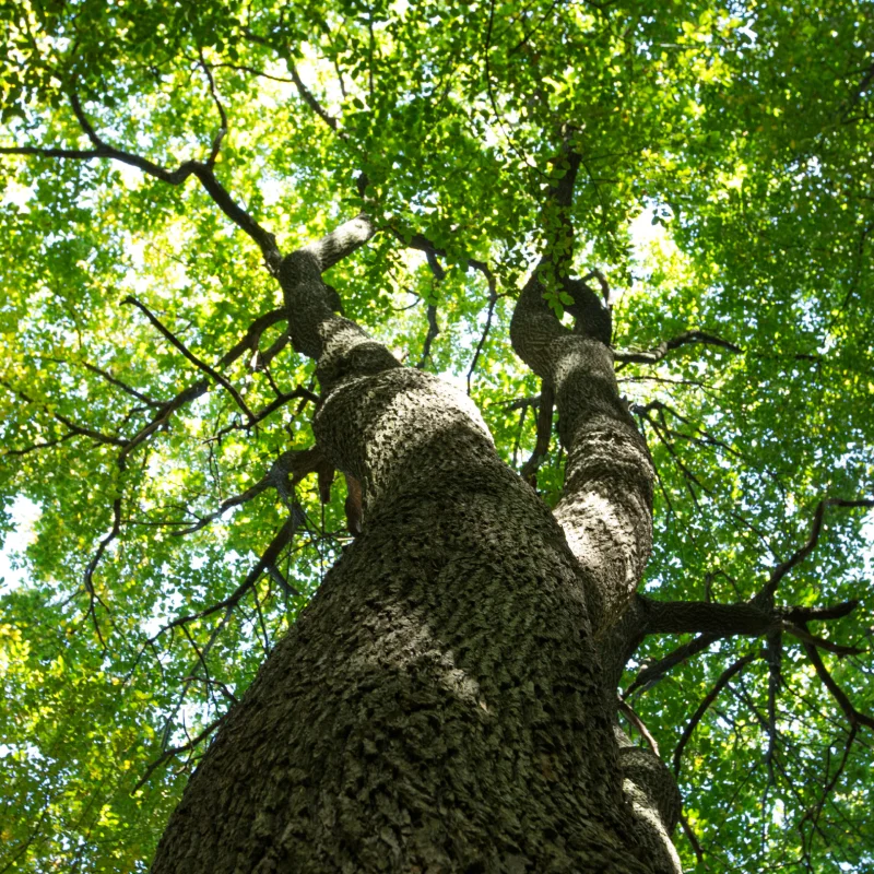 ISA Certified Arborist Consultation
